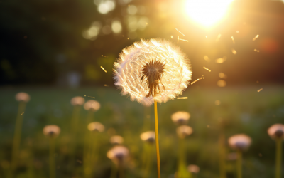 Dandelion Dream Meaning